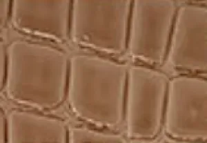 Patent Alligator Faux Leather - Medium Pattern - Tan